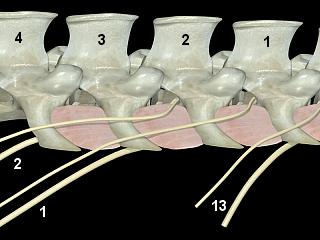 Proximal Paravertebral Area Blocked Dorsal and ventral branches of T13, L1 and L2 spinal nerves are desensitized as they emerge from the intervertebral foramina and course along the cranial border of