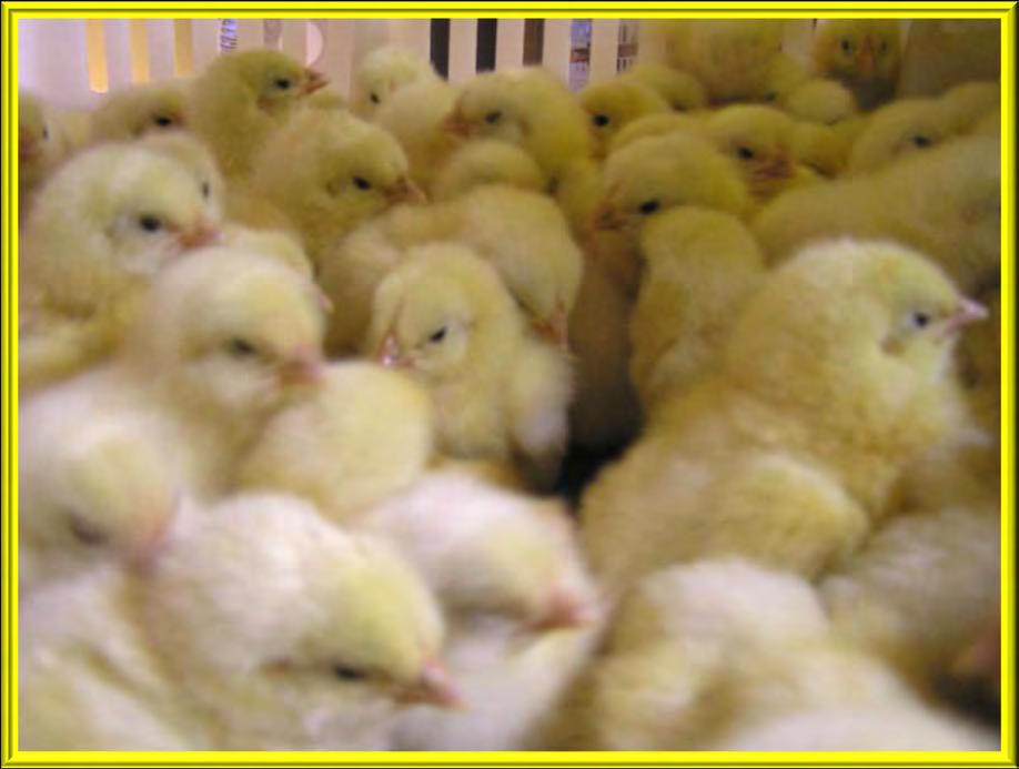 Chicks: usually sold as straight run or sexed
