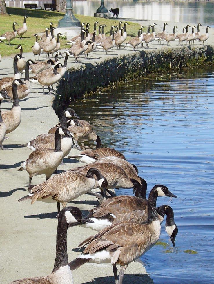 Lake Merritt snapshot. Canada goose profile. Geese at Lake Merritt. Geese and lake water quality. Canada goose management techniques.