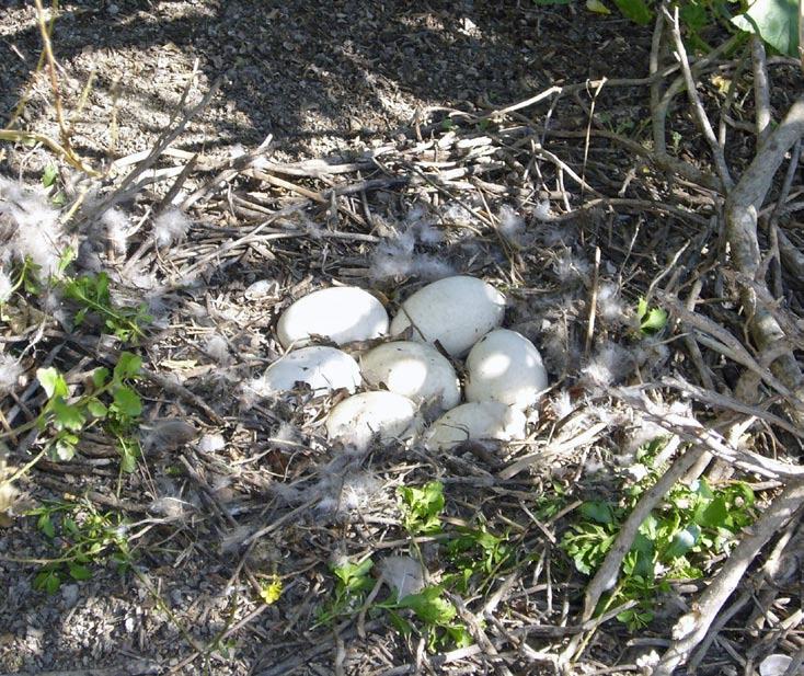Adult Canada geese rarely fall prey to predators; most predation is on eggs and fledglings.