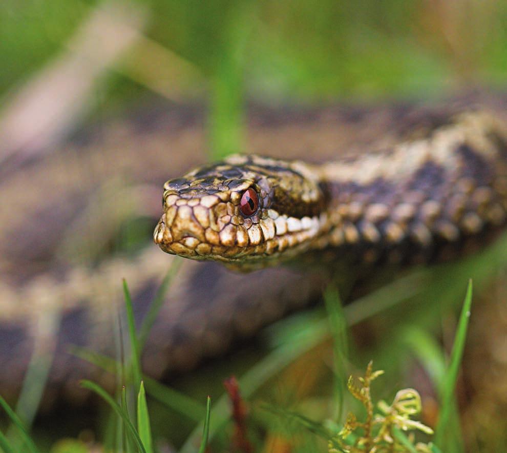 ADDER The adder is the only venomous snake in Britain and northern Europe.