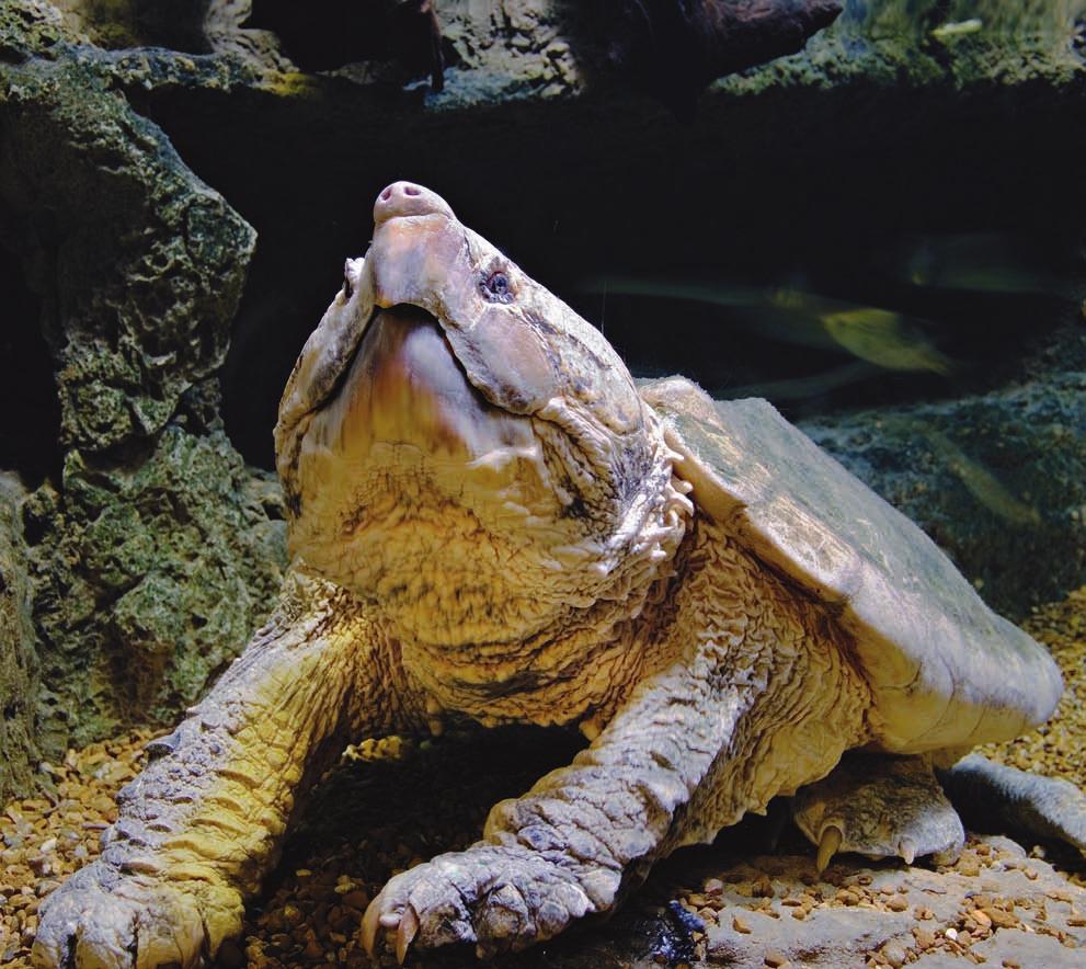 ALLIGATOR SNAPPING TURTLE The alligator snapping turtle is the heaviest freshwater turtle.