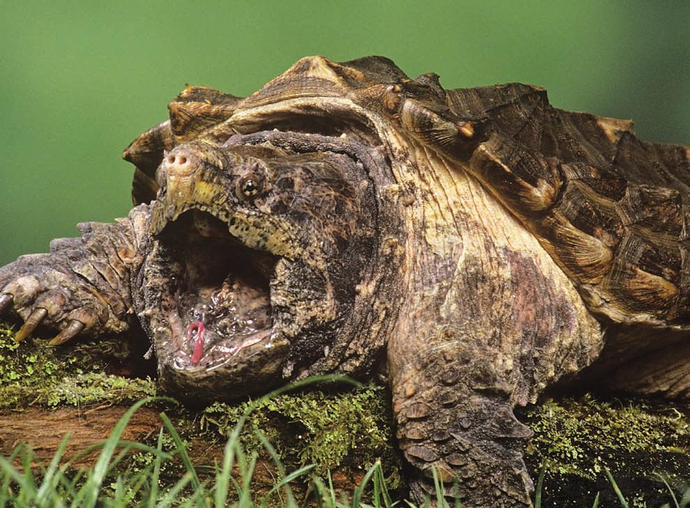 Turtles, Terrapins, Tortoises fearsome flippers Once they have grown into adults, alligator snapping turtles are very dangerous for people to handle.