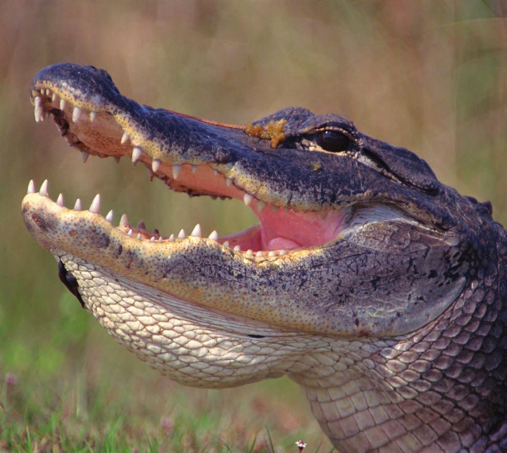 AMERICAN ALLIGATOR Once on the brink of extinction, American alligators have made a comeback.