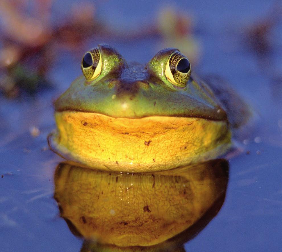 AMERICAN BULLFROG American bullfrogs are the largest of all the frogs in North America, with a huge appetite to match