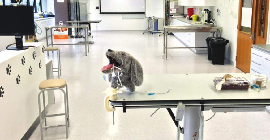 The solution Training on mannequins and dummies Veterinary simulation clinics, featuring animal mannequins and dummies, are now being used at Unitec Institute of Technology to train over 300 students