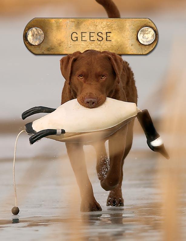 The goose trainers will build your dogs confidence for handling large birds.