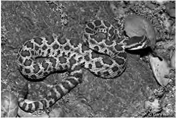 Southern Pacific Rattlesnake Southern Pacific