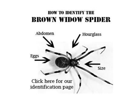 black accent marking The Brown Widow Spider does