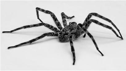 Wolf Spider The Carolina wolf spider is the Official