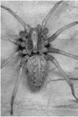 Hobo Spider Hobo Spider The hobo spider does not live in California and