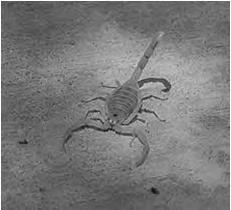 Arizona Bark Scorpion Arizona Bark Scorpion Most Venomous scorpion in the US Very painful Feels like electric shocks or jolts Can cause partial temporary paralysis and or numbness to area of sting