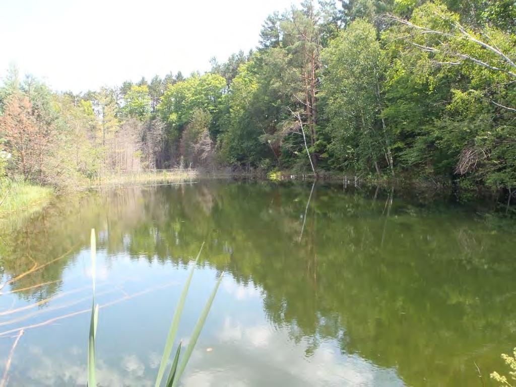 habitat including woody debris and submergent aquatic vegetation in its current