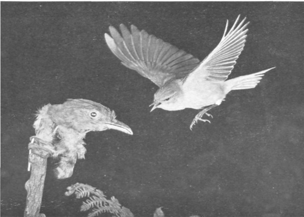 British Birds, Vol. xliii, PI. 28. EXPERIMENTS 'WITH DUMMY CUCKOOS. Fig. 5.
