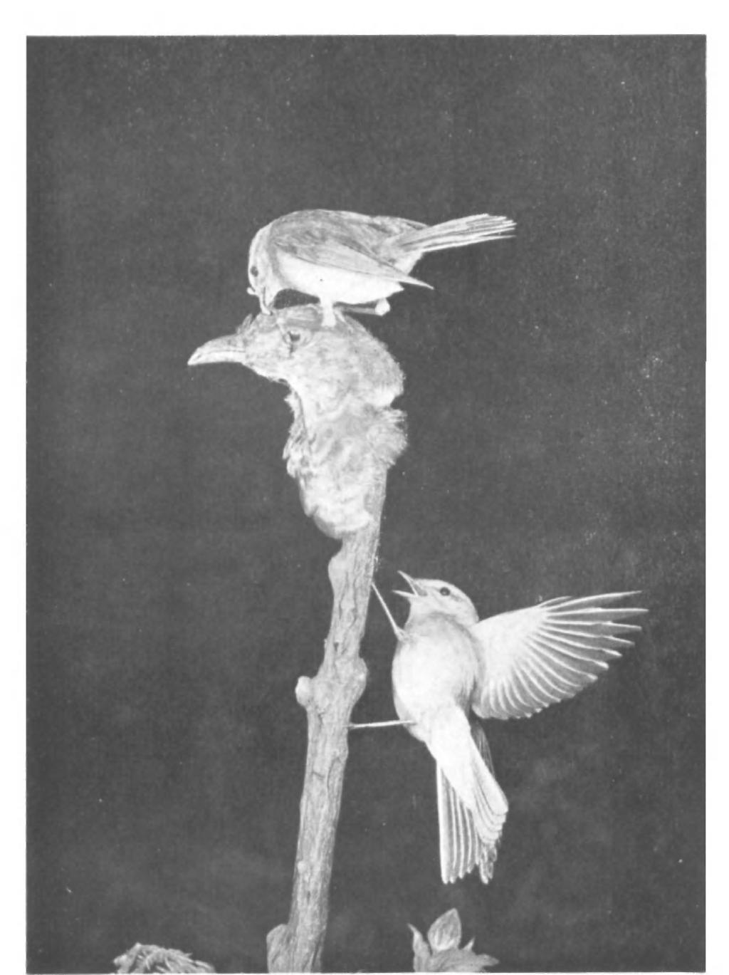 British Birds, Vol. xliii, PI. 29. Fig. 6. EXPERIMENTS WITH DUMMY CUCKOOS.
