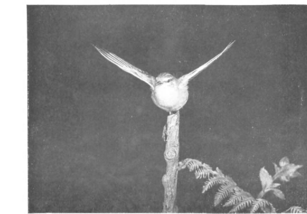 British Birds, Vol. xliii, PI. 30 Fig. 7. EXPERIMENTS WITH DUMMY CUCKOOS.