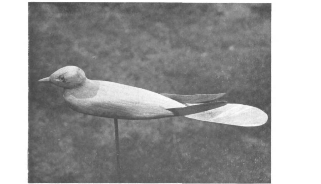 WILLOW-WARBLER DEMONSTRATING WITH WING-FLICKING AND WITH CHITTERING NOTE
