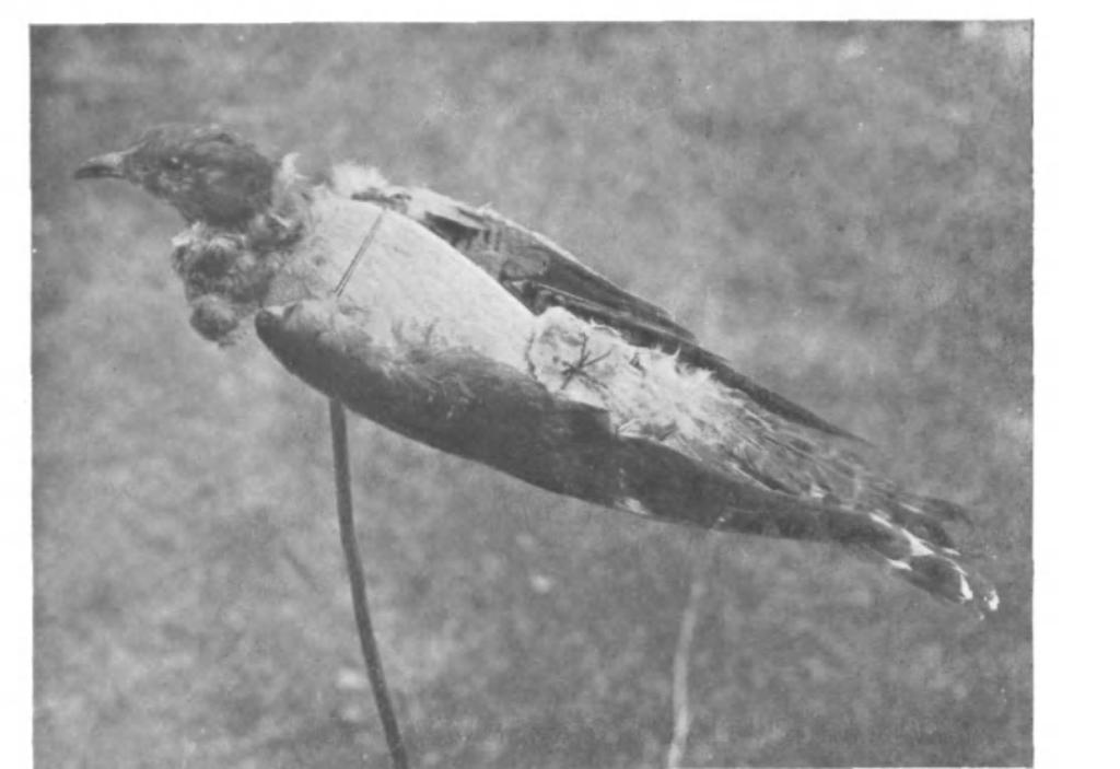 SECTIONAL CUCKOO WITH HEAD, TAIL AND WINGS. Fig. 4.