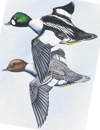 Common Merganser - long narrow bill - male has