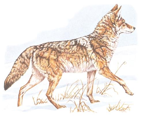 The long, soft fur is generally tawny-grey and darker on the hind part of the back. Legs, paws, muzzle and the back of the ears are more yellowish in colour; the throat and belly are whiter.