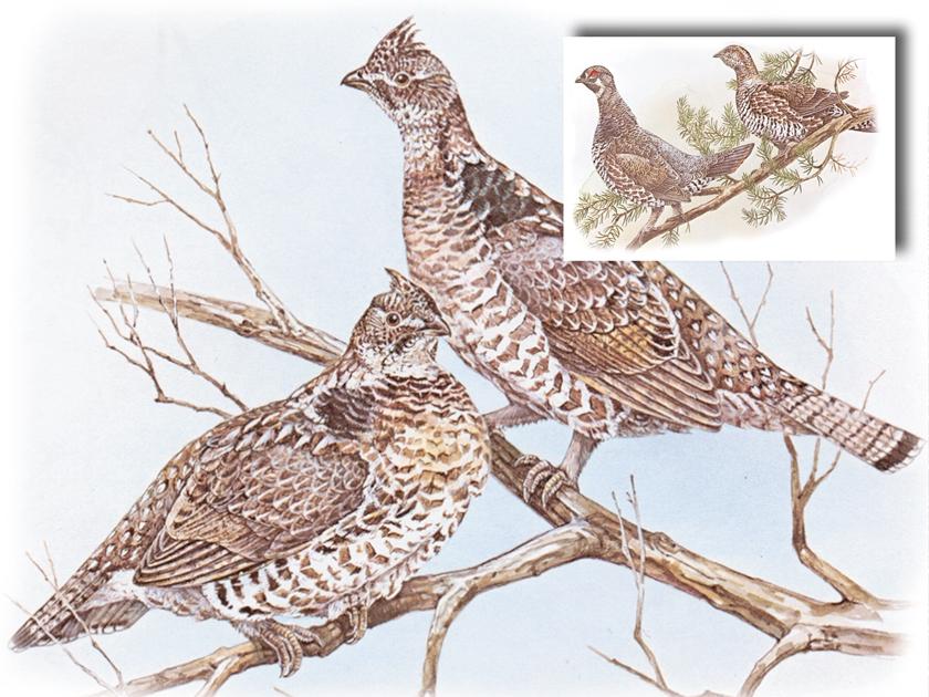 Ruffed and Spruce Grouse The ruffed grouse or partridge is common throughout most of Canada. It gets its name from the ruffed or dark-coloured neck feathers that are particularly large on the male.