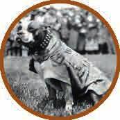 FUN FACTS Stubby was a real dog whose special coat and medals are preserved by the Smithsonian Institution and