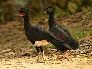 Searching for the endangered red-billed curassow in the Brazilian Atlantic Rainforest Rufford Interim Report Red-billed curassows are endemic and threatened species of the Brazilian Atlantic