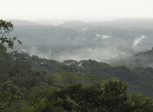Figure 1. Above is a beautiful view of Serra do Conduru State Park, which is one of the Atlantic Rainforest areas where wild Red-billed curassows still persist nowadays.