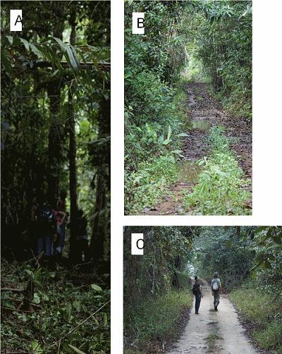 (relative abundance was 0.27 records/10 km, which means that a researcher has to walk a minimum of 37 km to have the chance to see the bird once). Figure 2.