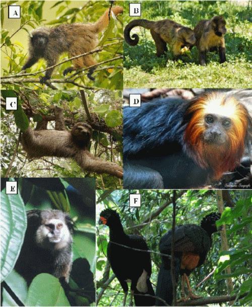 Figure 7.Threatened species recorded in Conduru State Park (B, E, F) and Una Biological Reserve from January to July 2013 (A to F).