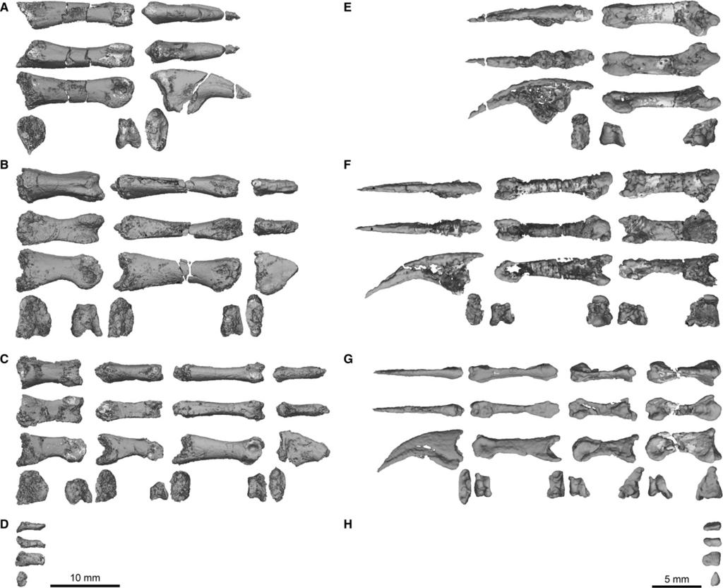 90 Early theropod dinosaur manus variation, D. E. Barta et al. Fig. 7 QG 577 Megapnosaurus rhodesiensis (A D) and AMNH FARB 30631 Coelophysis bauri (E H) manual phalanges. (A) M.