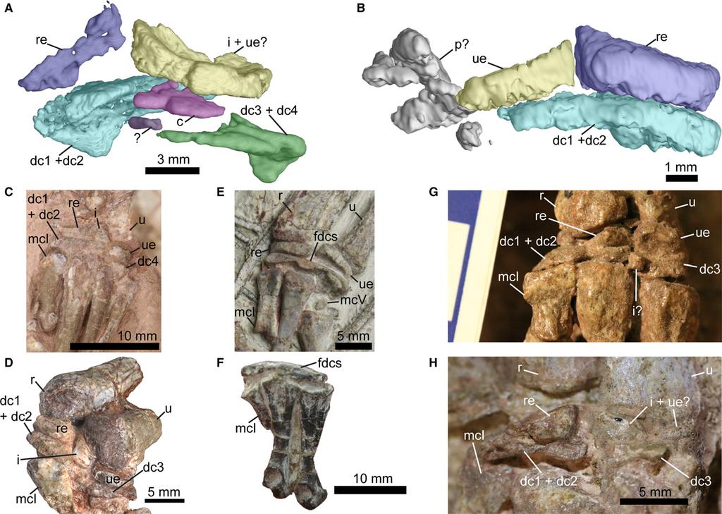 92 Early theropod dinosaur manus variation, D. E. Barta et al.