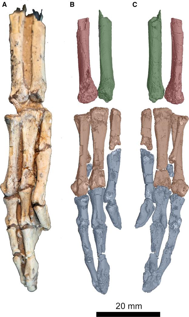Early theropod dinosaur manus variation, D. E. Barta et al. 83 MCZ 4331 (Fig. 8C, Table S1) is a partial right forelimb with articulated carpus of C.