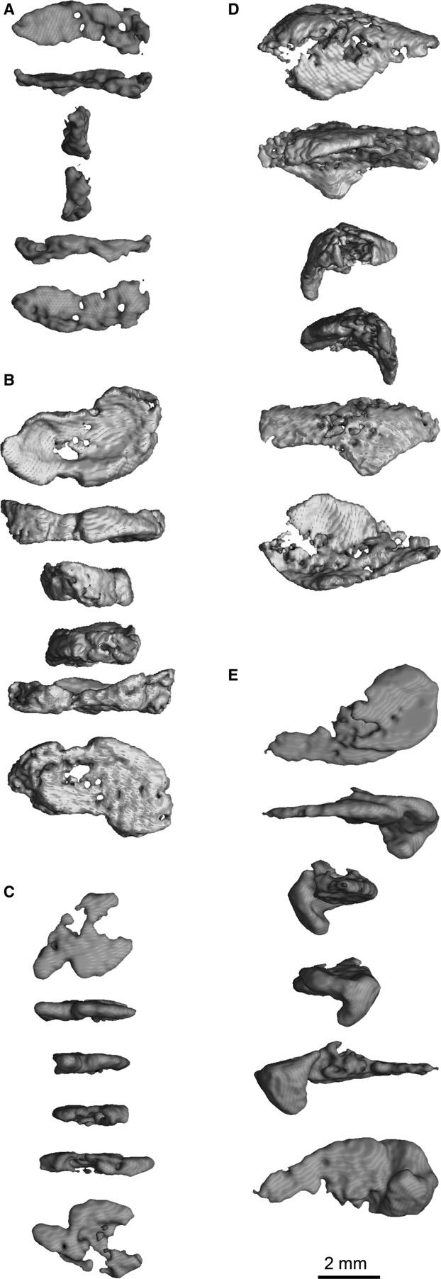 84 Early theropod dinosaur manus variation, D. E. Barta et al. Fig. 3 AMNH FARB 30631 Coelophysis bauri carpals. (A) Radiale. (B) Fused intermedium (?) and ulnare. (C) Centrale.