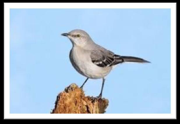 MOCKING BIRD Mocking Bird They are medium size songbird with a long tail. Mocking birds have small heads and long thin bills.