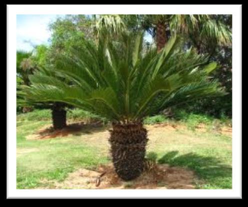 SAGO PALM TREE Sago Palm tree The sago palm, which is a member of the cycad family can take up to 50 years to reach maturity giving others time to enjoy its tropical landscape or as a houseplant.