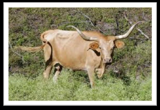 TEXAS LONGHORN The Texas Longhorn is a type of cattle known for their horns, which can reach to 120 inches tip to tip range.