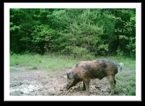 FERAL HOG Feral Hog A feral hog is simply any free-ranging pig that is surviving on its own in the wild without human ownership. Colors or actions are not important; it is still a type of pig or boar.