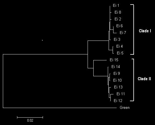 Figure 6: Neighbour-joining tree of Kimura 2-parameter distance for all green turtle haplotypes based on mtdna control region sequences.