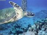 Research on feeding ground must done to know the feeding ground of haplotype C3 for green turtles.