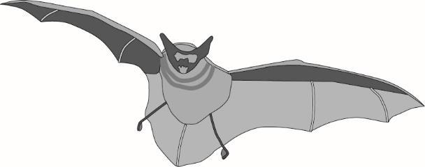 2. Bats are adapted to feed on insects which fly at night.