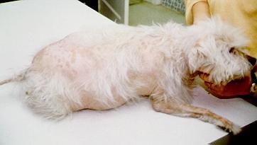 I. Host Factors Geriatric animals Malnourished Diseased: Cushing s s disease (Corticosteroids