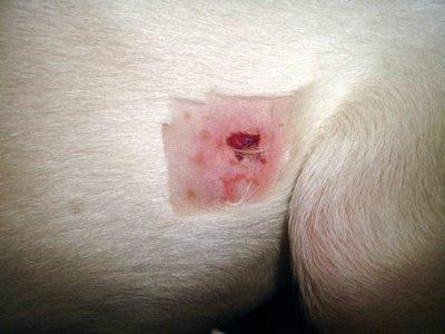 Caused by a tree branch Treatment of Puncture Wounds Debridement, lavage and primary closure if all the damaged contaminated tissue and all foreign material can be removed.