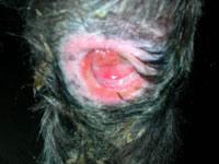 Decubitus Ulcers A Decubital ulcer is an abscess or pressure wound similar to bed sores and form over bony prominences. They occur in dogs and other large and small animals.