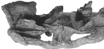phytosaur skull, NMMNH