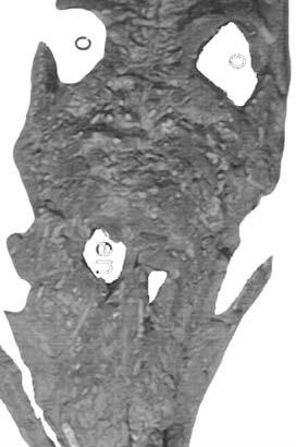 NMMNH P-3 1095, juvenile phytosaur skull in dorsal view: D-E.