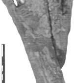 NMMNH P-31100, larger aetosaur dorsal paramedian scute similar to