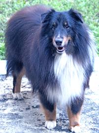 old Shetland Sheepdog adopted from