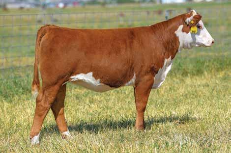 CHURCHILL LADY 857F ET 5 P43919936 DOB: 01-29-18 TATTOO: LE 857 POLLED Maybe the most powerful Stud daughter we have produced!