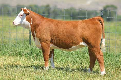 She will be the mother of herd bulls! Retaining 1/3 embryo interest. BW 3.8 WW 66 YW 110 MM 27 UDDR 1.40 TEAT 1.40 REA 0.66 MARB 0.